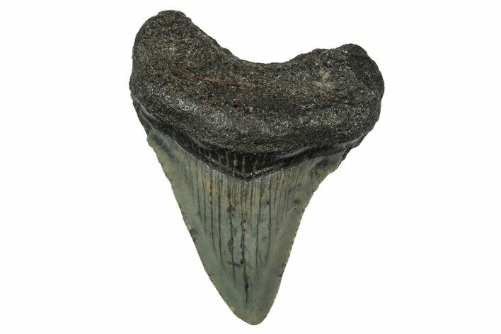 Serrated, Juvenile Megalodon Tooth - South Carolina #340553